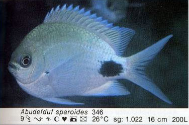 Abudefduf sparoides